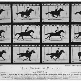 © Muybridge